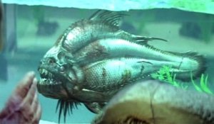 Bande-annonce : Piranha 3D VF (2)