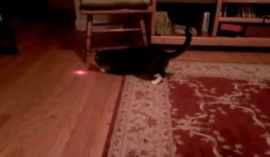 Un chat et un laser