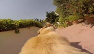 Un tour sur le dos d'un chien en GoPro