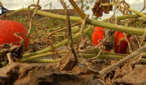Agriculture : le triste bilan d'un été maussade
