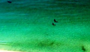 Un requin marteau frôle deux baigneurs en Floride