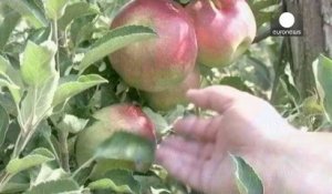 Le cours des pommes s'effondre en Hongrie