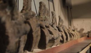 En vidéo : un dinosaure supermassif, le Dreadnoughtus schrani