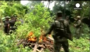 Une plantation de coca détruite au Chiapas