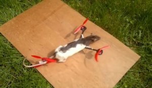 Triste Que Son Rat Soit Mort Il L Empaille Et Le Transforme En Drone Sur Orange Videos