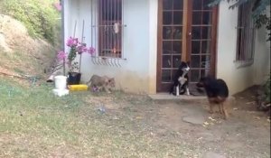 Deux lionceaux jouent avec deux chiens