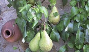 Jardinage: des poires qui se conservent bien