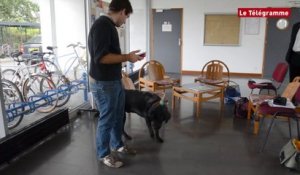 Lorient. Handicap : Un collier "intelligent" pour les chiens d'assistance voit  le jour