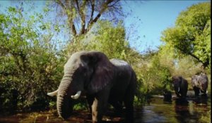 African Safari 3D - Bande-annonce