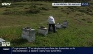 7 jours BFM: La disparition des abeilles - 27/09