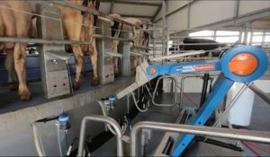 Exclusif: nous sommes entrés dans la ferme des 1000 vaches