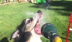 Arroser des chiens en slow motion