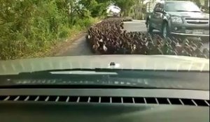 Des milliers de canard sur la route