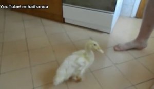 Un joli petit canard