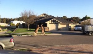 Bagarre de rue entre kangourous en Australie
