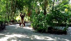 lemurien jumping