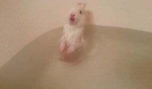 Premier bain d'un bébé lapin