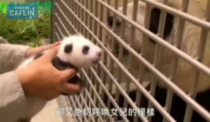 Cette mère voit son bébé panda pour la première fois