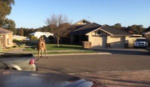 Bagarre entre kangourous dans une rue en Australie