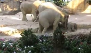 Adorable : un pur moment de solidarité entre des éléphants