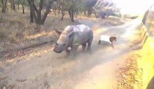Un bébé rhinocéros tente d'imiter une chèvre
