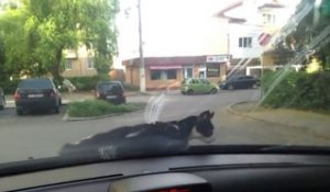 Un chat se réveille sur le capot d'une voiture en train de rouler