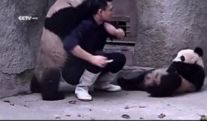 CUTE : 2 Pandas qui ne veulent pas prendre leurs médicament