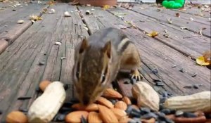 Écureuils qui font des provisions