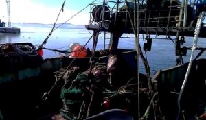 Un lion de mer fait voler un chien sur un bateau