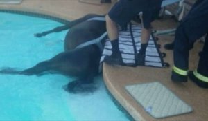 Un cheval sauvé d'une piscine dans l'Arizona