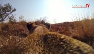 La chasse d'une lionne vue d'une GoPro