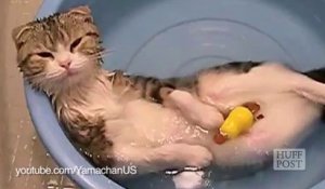 Les animaux aiment prendre un bain. La preuve.