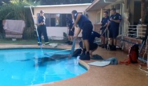 Un cheval coincé dans une piscine est sauvé par des pompiers