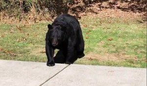 Un ours très docile