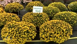 La Toussaint : Tout savoir sur le chrysanthème (Mouchamps)