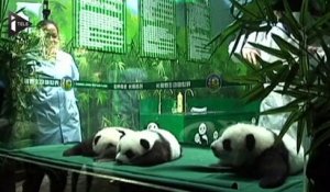 Chine : des triplés pandas fêtent leurs 100 jours d'existence