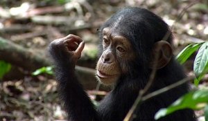 Bande-annonce : Chimpanzés - VF