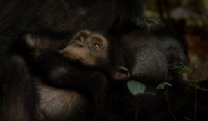 Chimpanzés - Featurette (2) VOST
