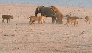 Un bébé éléphant contre 14 lions, qui gagne ?