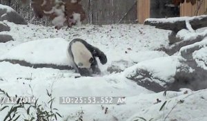 Un panda géant s'amuse dans la neige