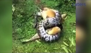 Chien en très mauvaise posture sauvé par son maitre : un python enroulé autour de lui en train de étouffer!