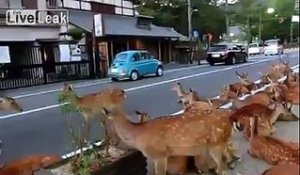 Quand des centaines de biches envahissent une ville au Japon