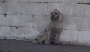 Cette femme est émue aux larmes en sauvant ce chien errant d'une mort certaine...