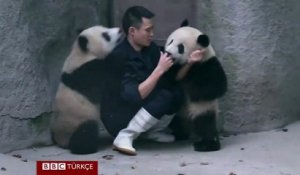 Deux bébés pandas ne veulent pas de piqure et le font savoir