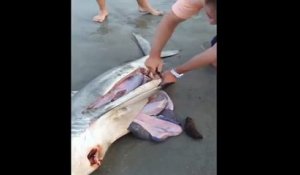 Sauver 3 bébés requins du ventre de leur mère morte