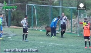 Un match de football interrompu par une chèvre