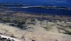 Six cachalots s'échouent sur une plage australienne