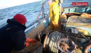 Archipel des Glénan (29). Ouverture de la pêche à la coquille