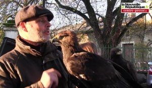 VIDEO. Brux (86) : chasse ancestrale à l'aigle royal