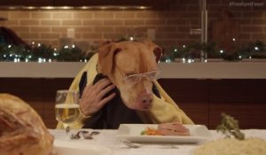 13 chiens et 1 chats à table mangent comme des humains leur repas de Noël